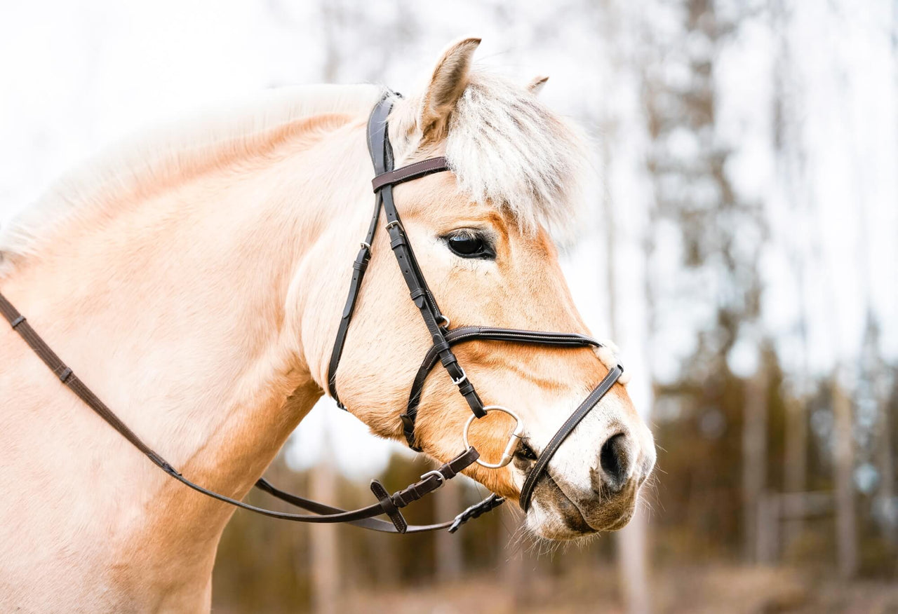 o	Bridles can come in a variety of styles, colours and detailing that shows off the versatility of leather