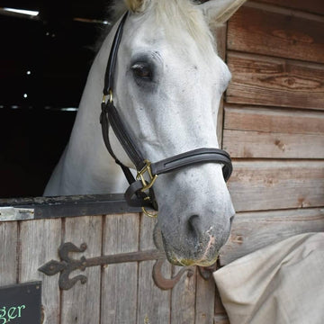 Empty Channel Headcollar - Browbands UK