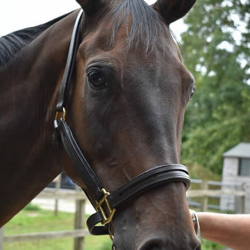 Empty Channel Headcollar - Browbands UK